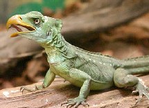 Beta-Zoo (B3TA-ZOO) Beta-Zoo (B3TA-ZOO)