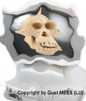 Copyright by Gust MEES Copyright by Gust MEES